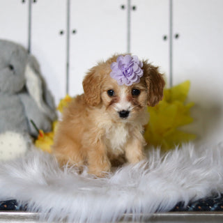 Celia - Available 4/23