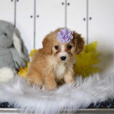 Celia - Available 4/23