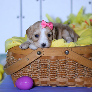 Celia - Available 4/23