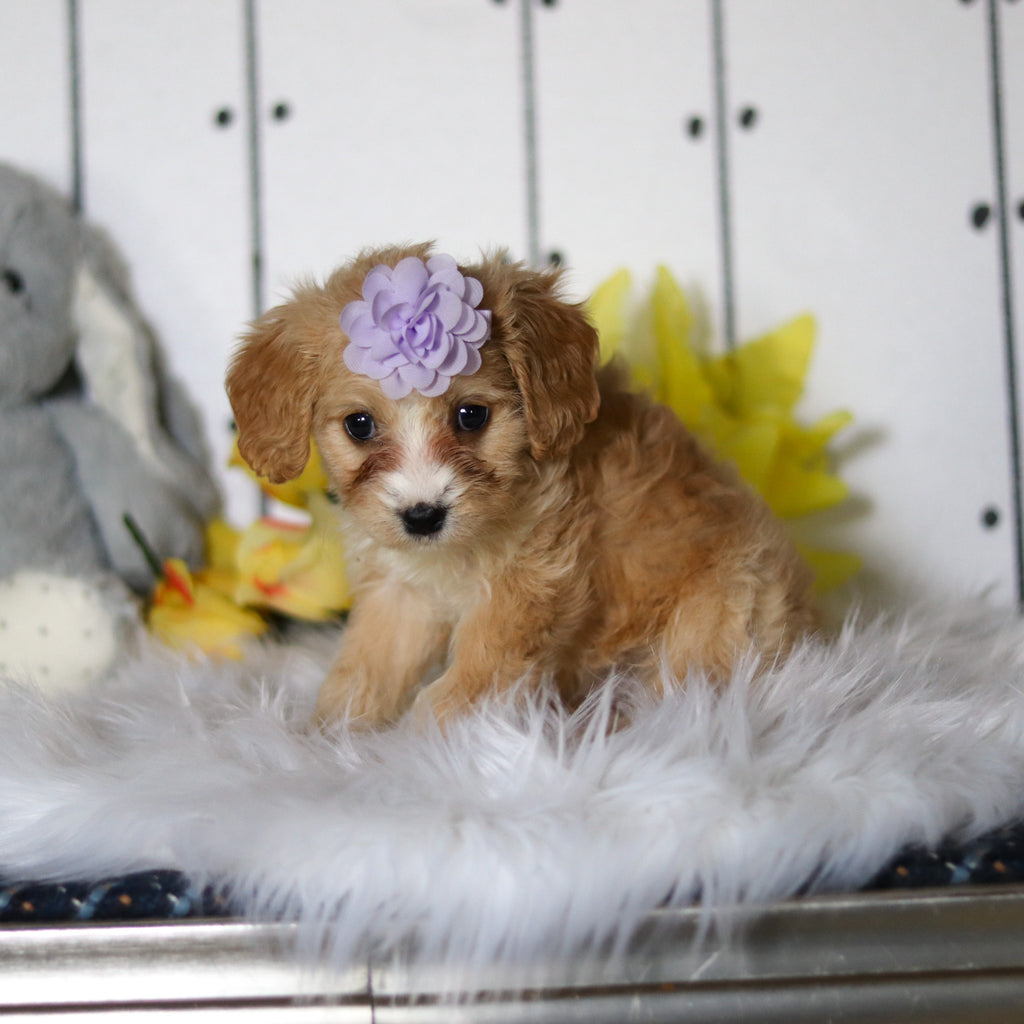 Celia - Available 4/23