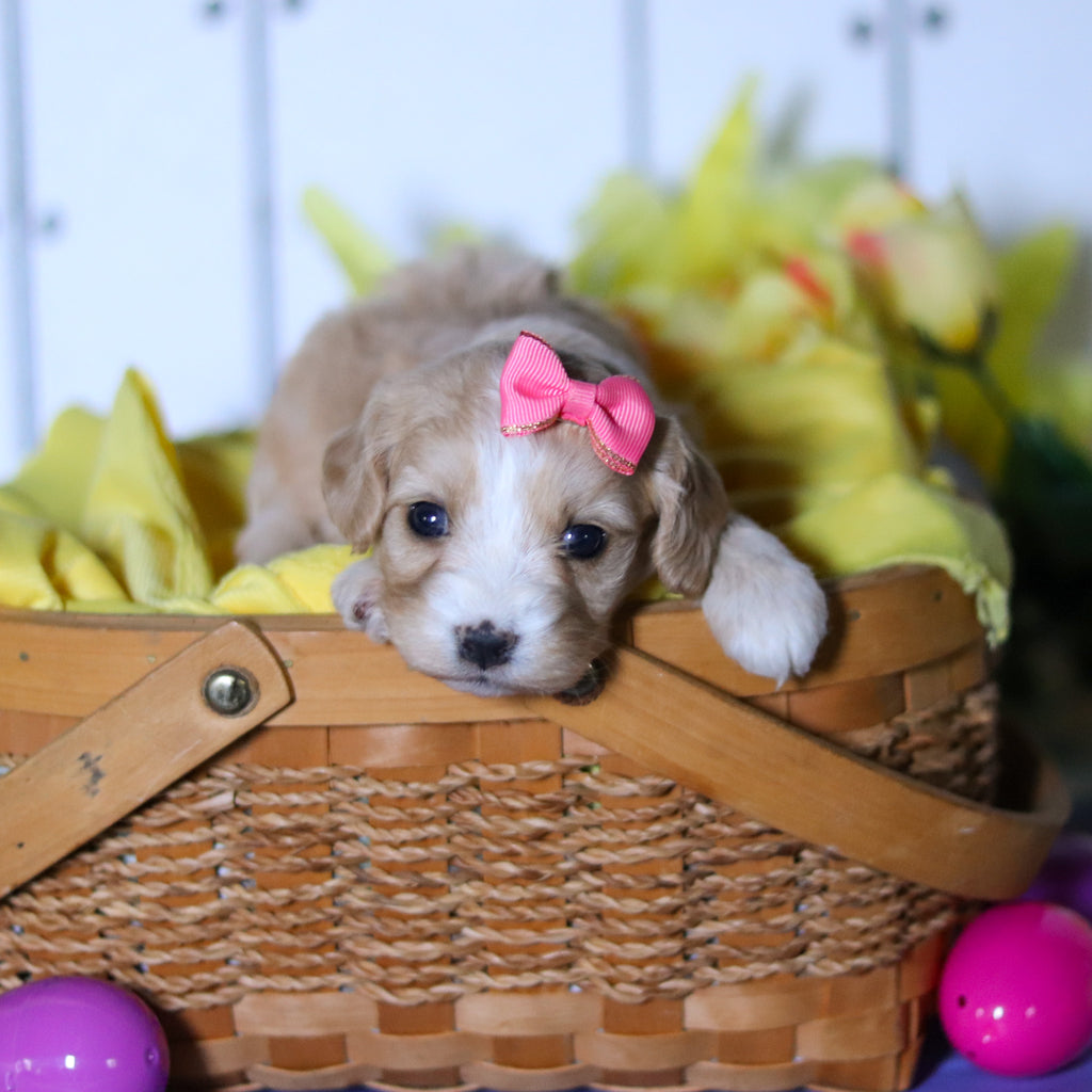 Celia - Available 4/23