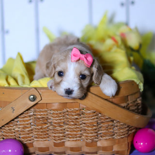 Celia - Available 4/23