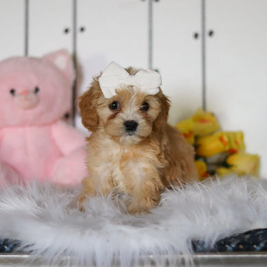 Carly - Available 4/23