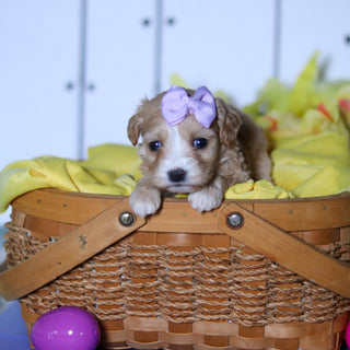 Carly - Available 4/23