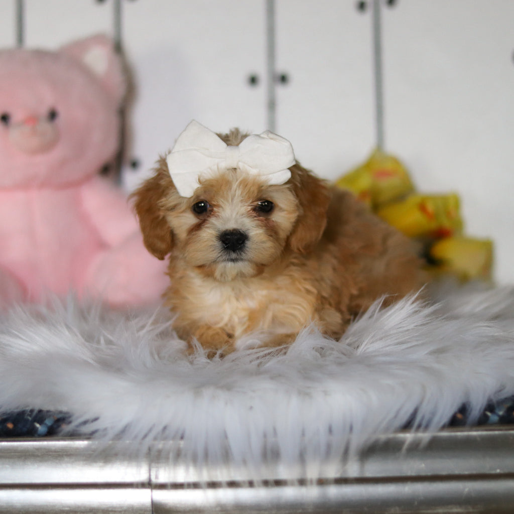 Carly - Available 4/23