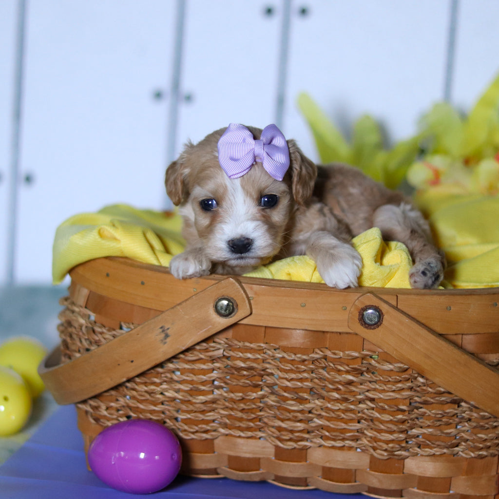 Carly - Available 4/23