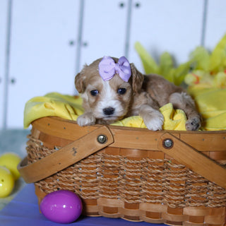 Carly - Available 4/23