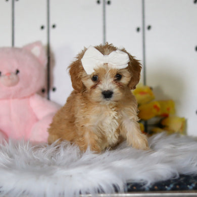 Carly - Available 4/23