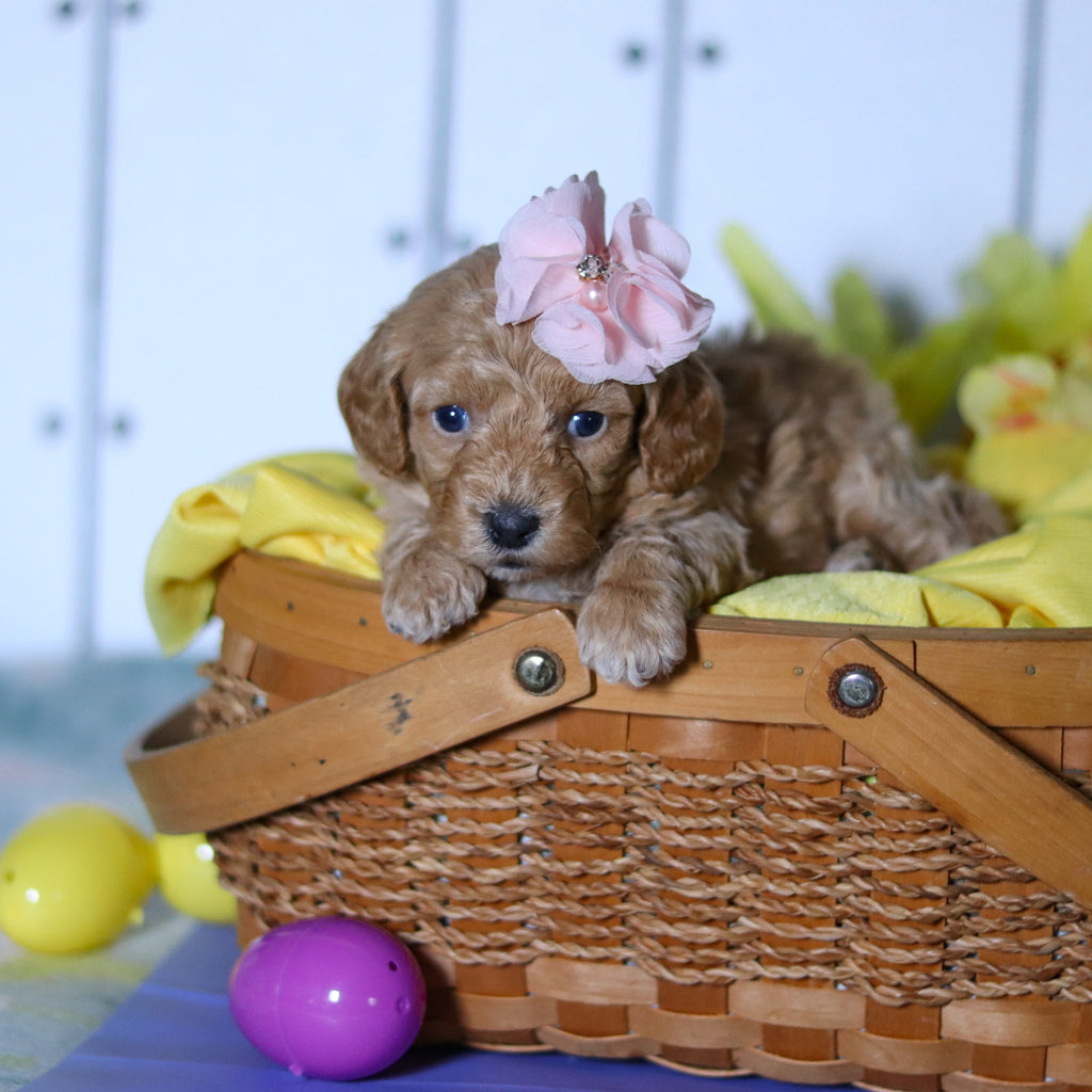 Meadow - Available 4/23