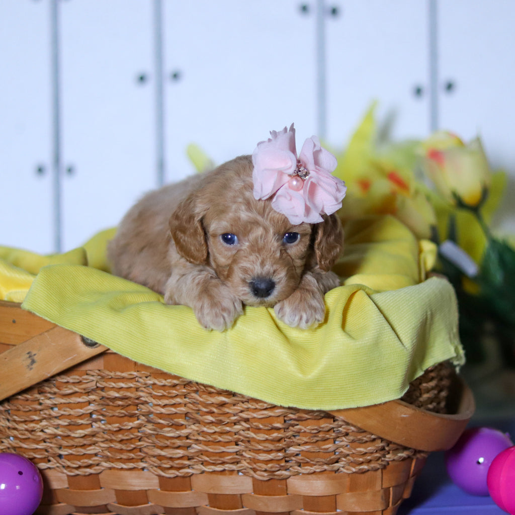 Meadow - Available 4/23