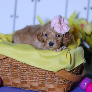 Meadow - Available 4/23