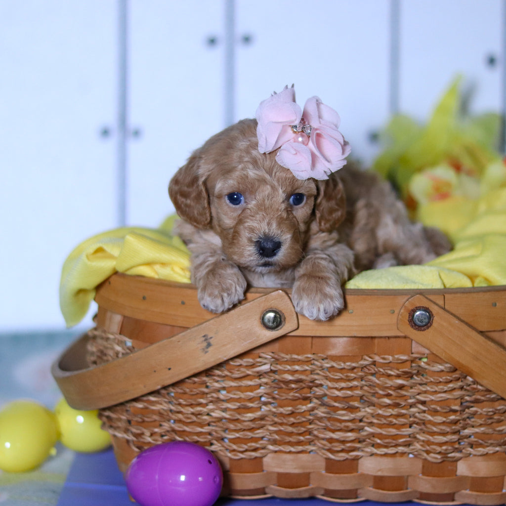 Meadow - Available 4/23