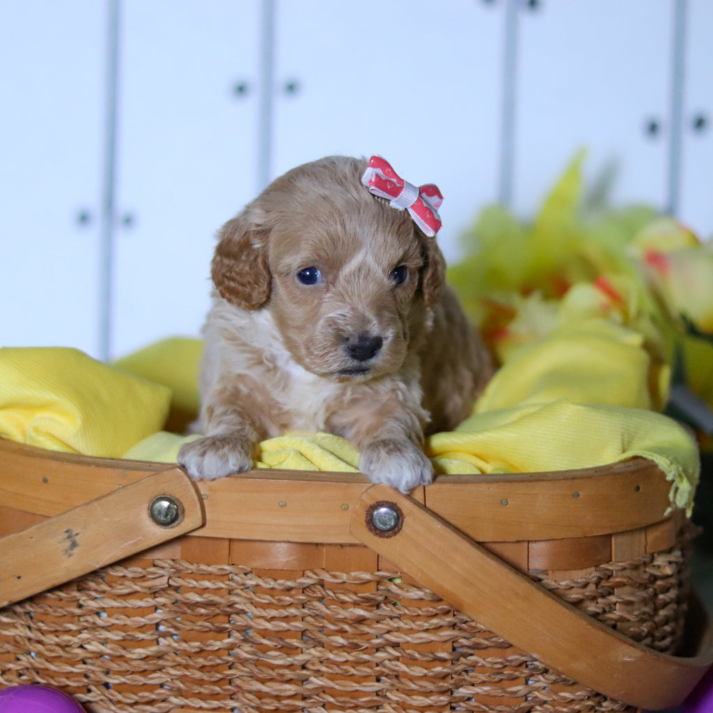 Sunny - Available 4/23