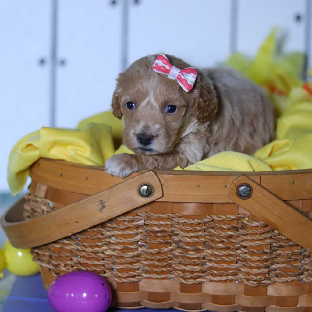 Sunny - Available 4/23