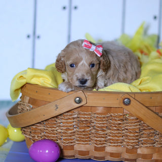 Sunny - Available 4/23