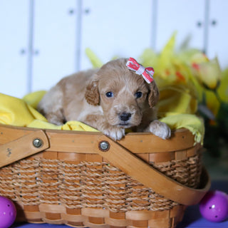 Sunny - Available 4/23