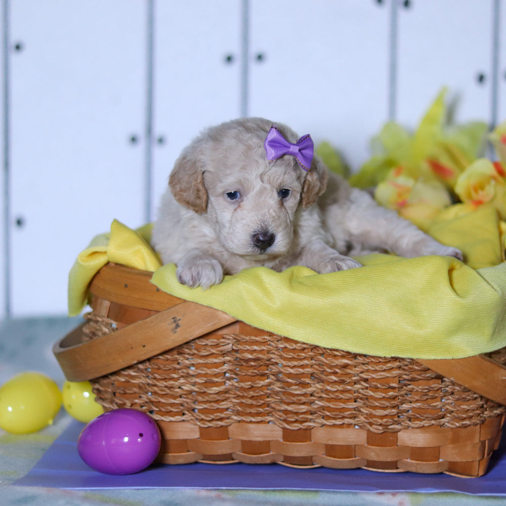 Tulip - Available 4/23