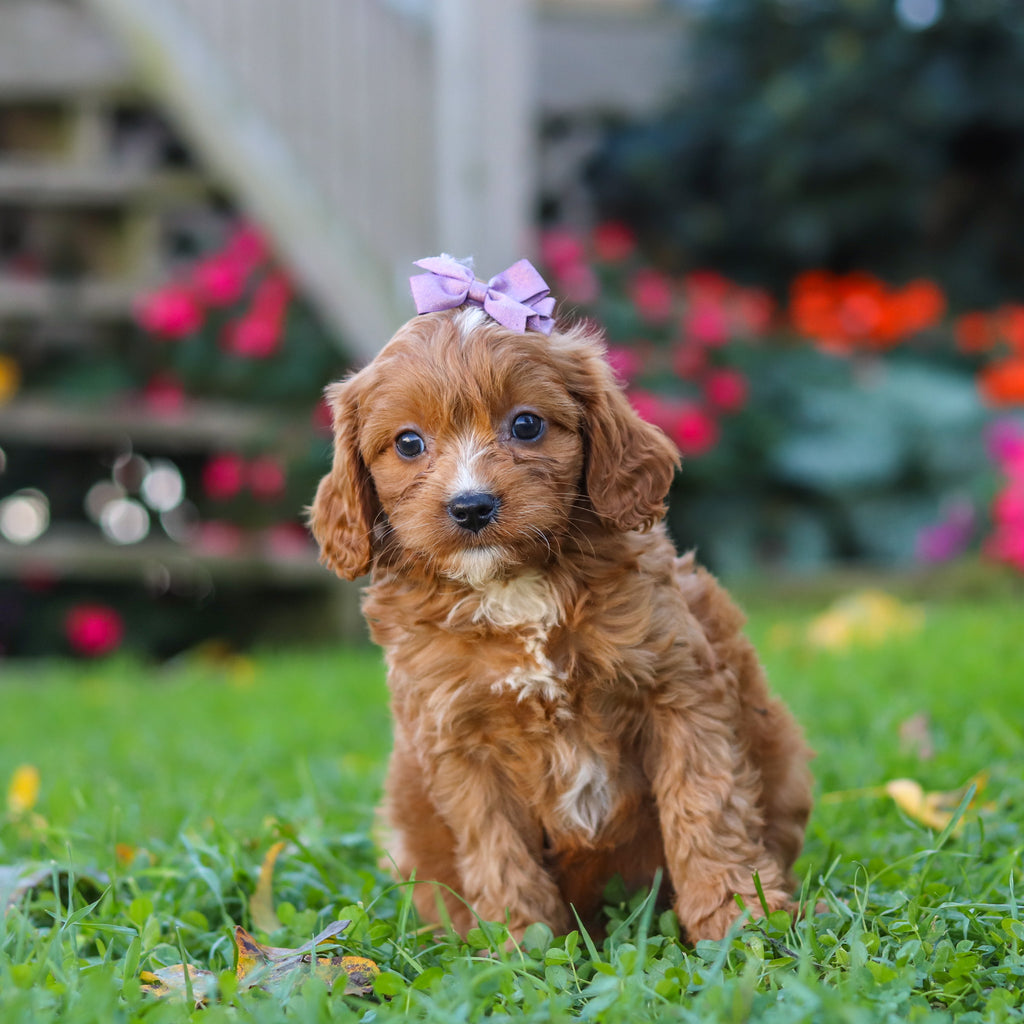 Millie - Available 10/29