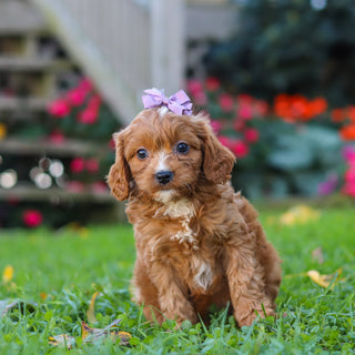 Millie - Available 10/29
