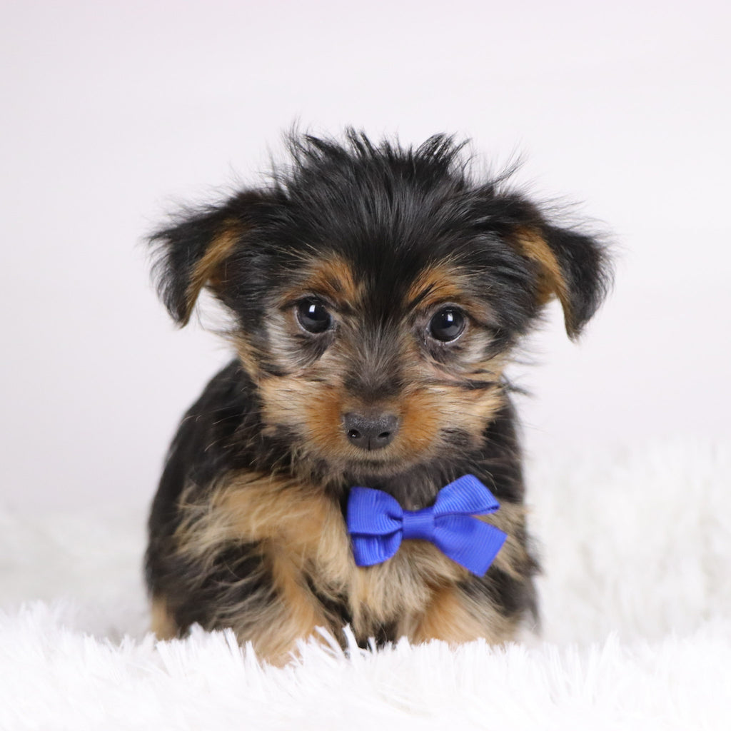 Fairway - Available Now