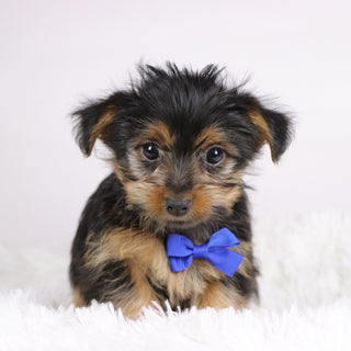 Fairway - Available Now