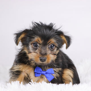 Fairway - Available Now