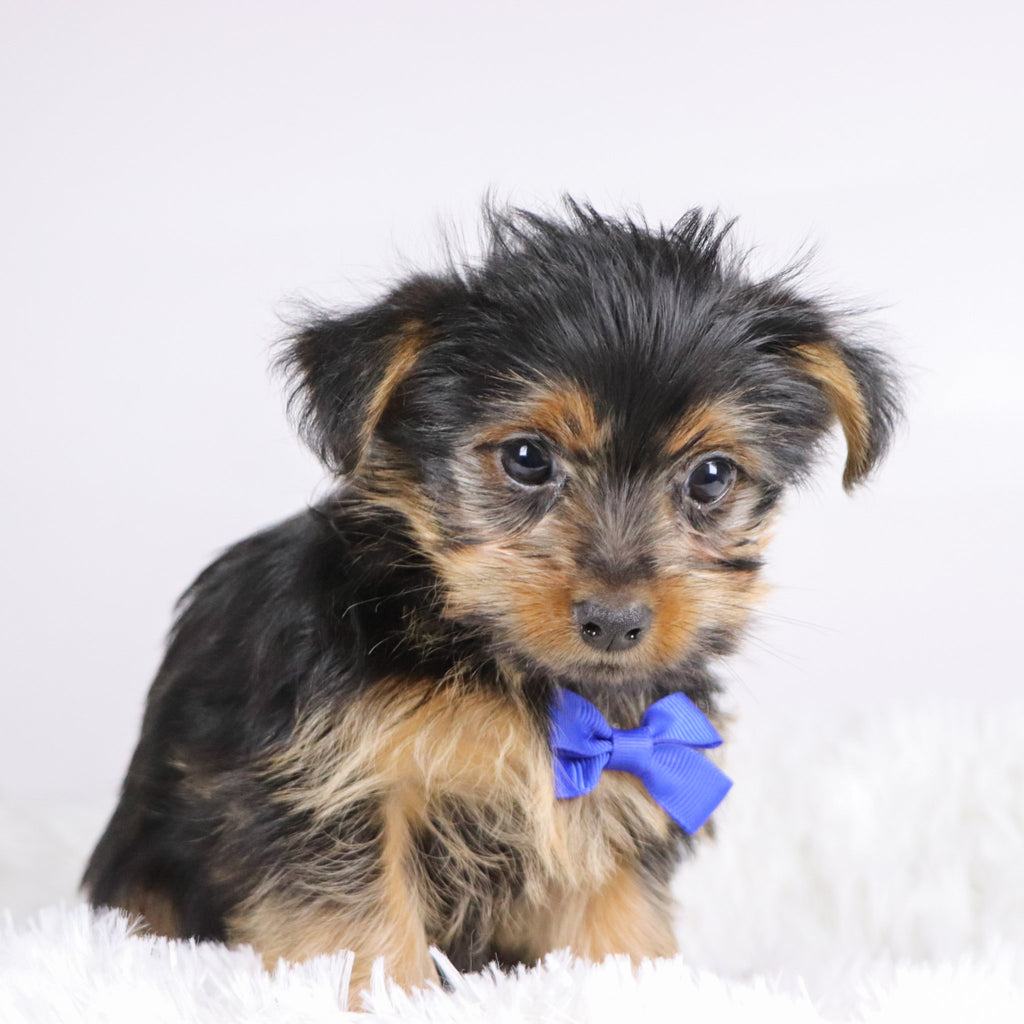 Fairway - Available Now