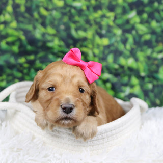 Fannie - Available 12/31