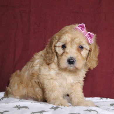 Fannie - Available 12/31