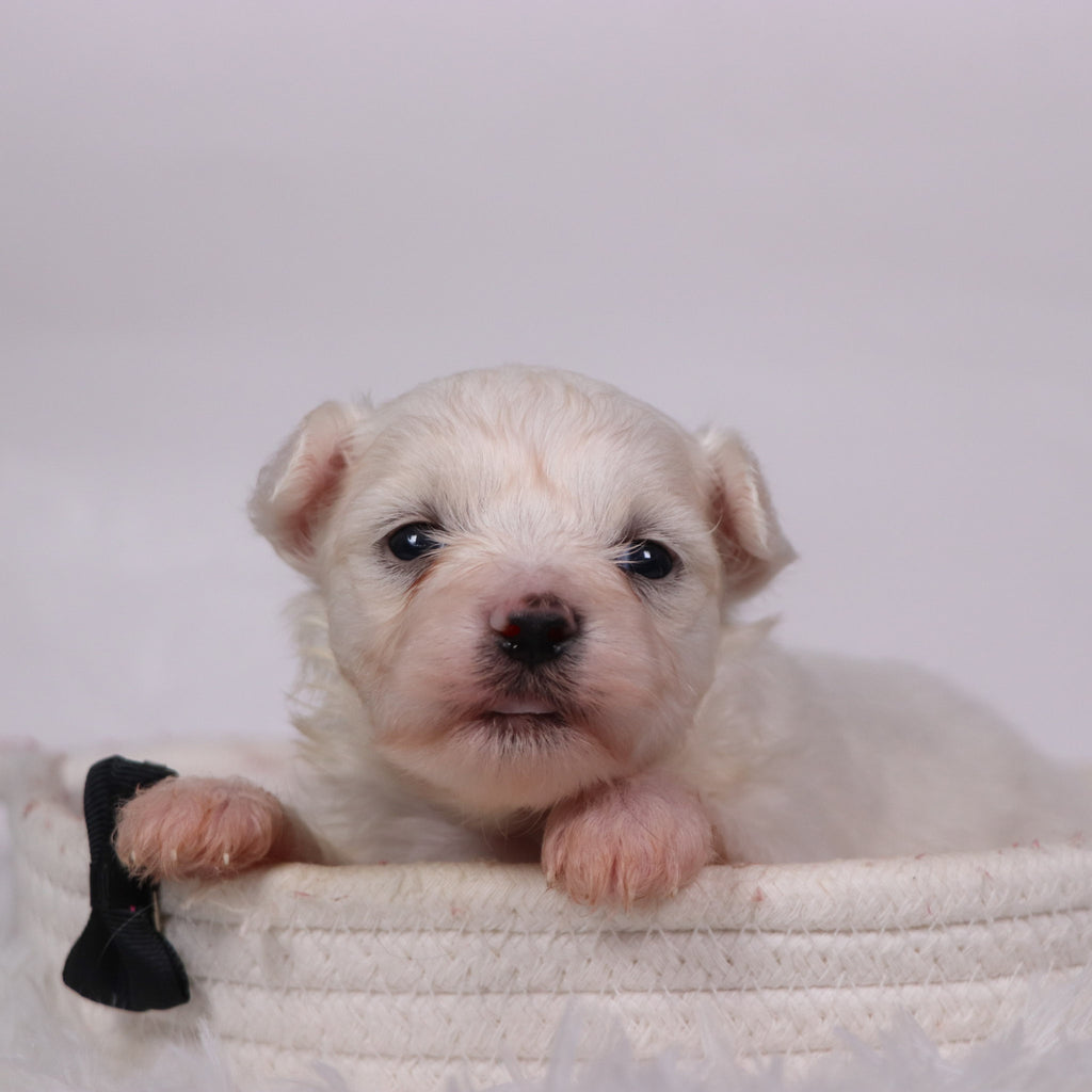 Felix - Available Now