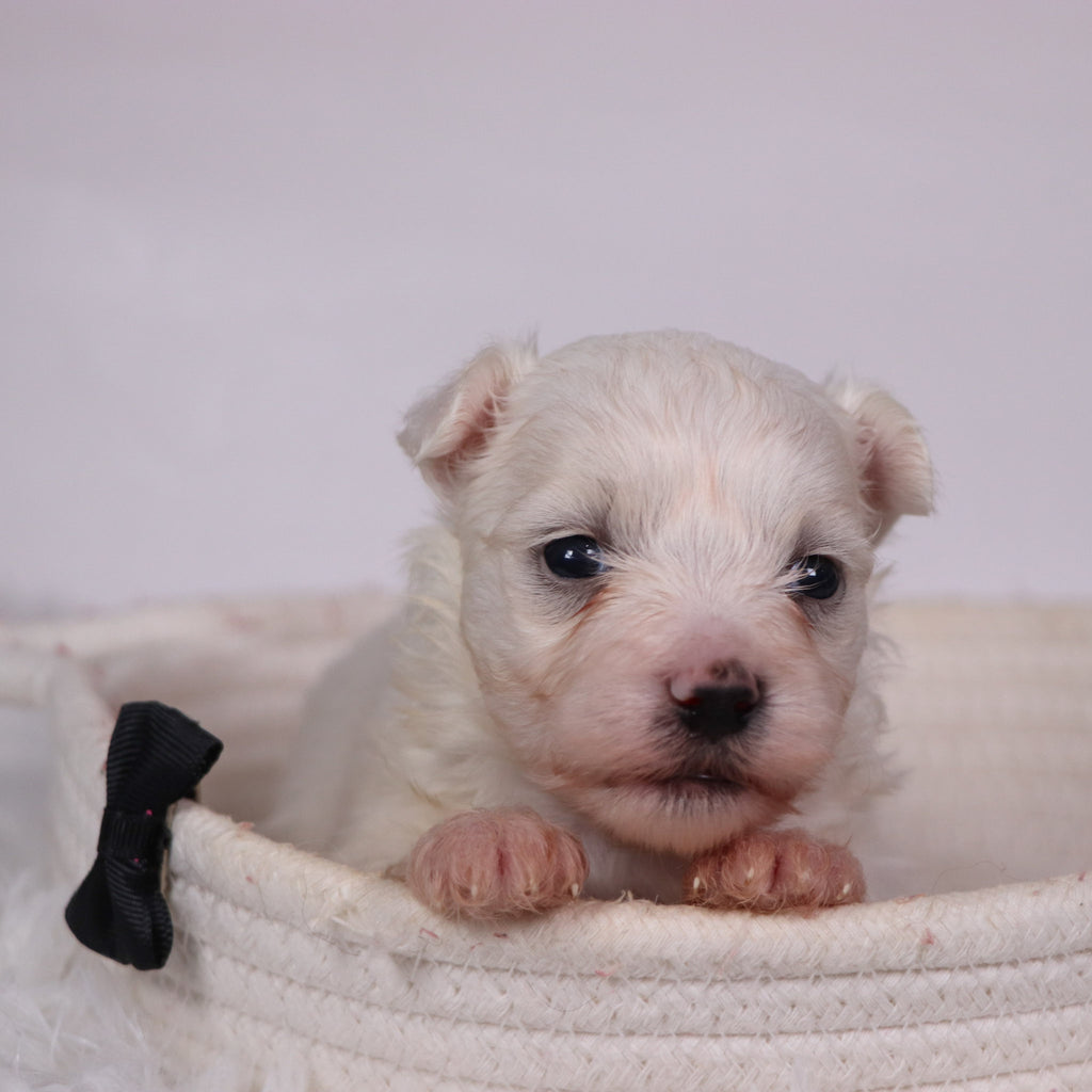 Felix - Available 11/12