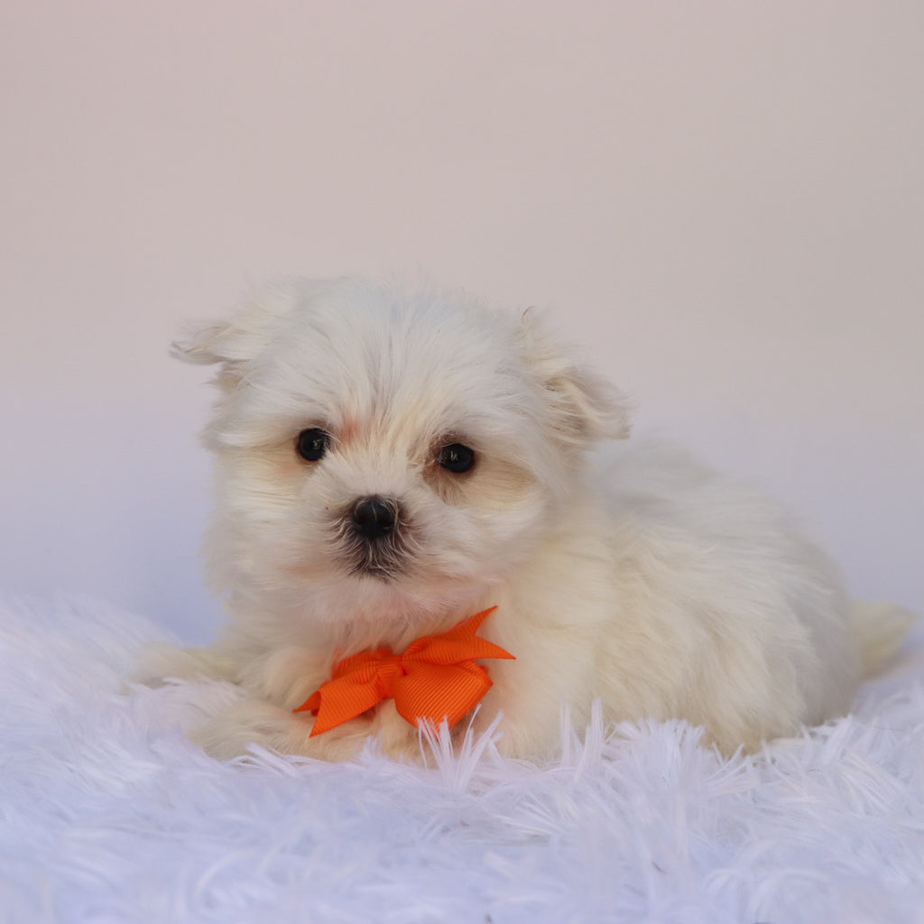 Fender - Available Now