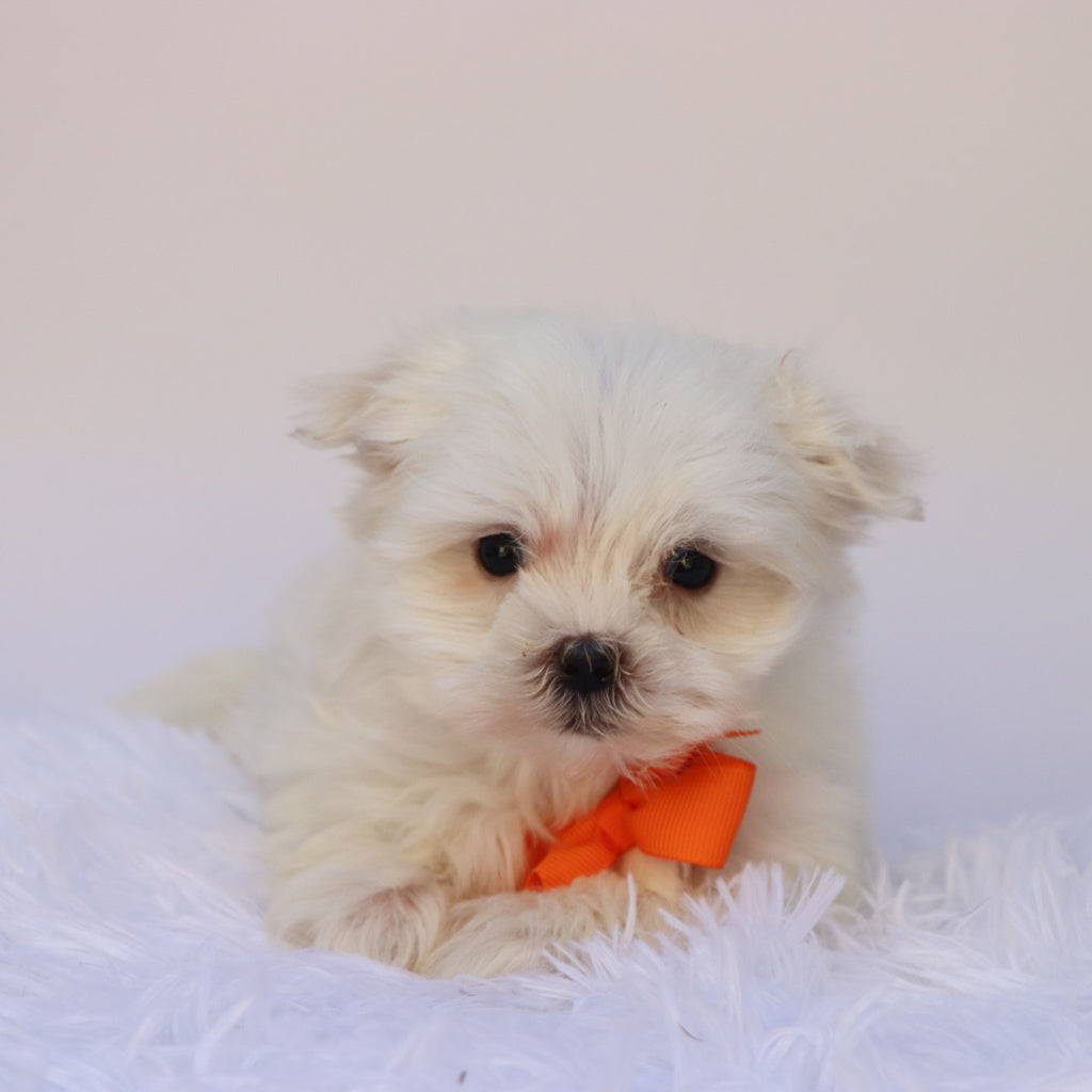 Fender - Available Now