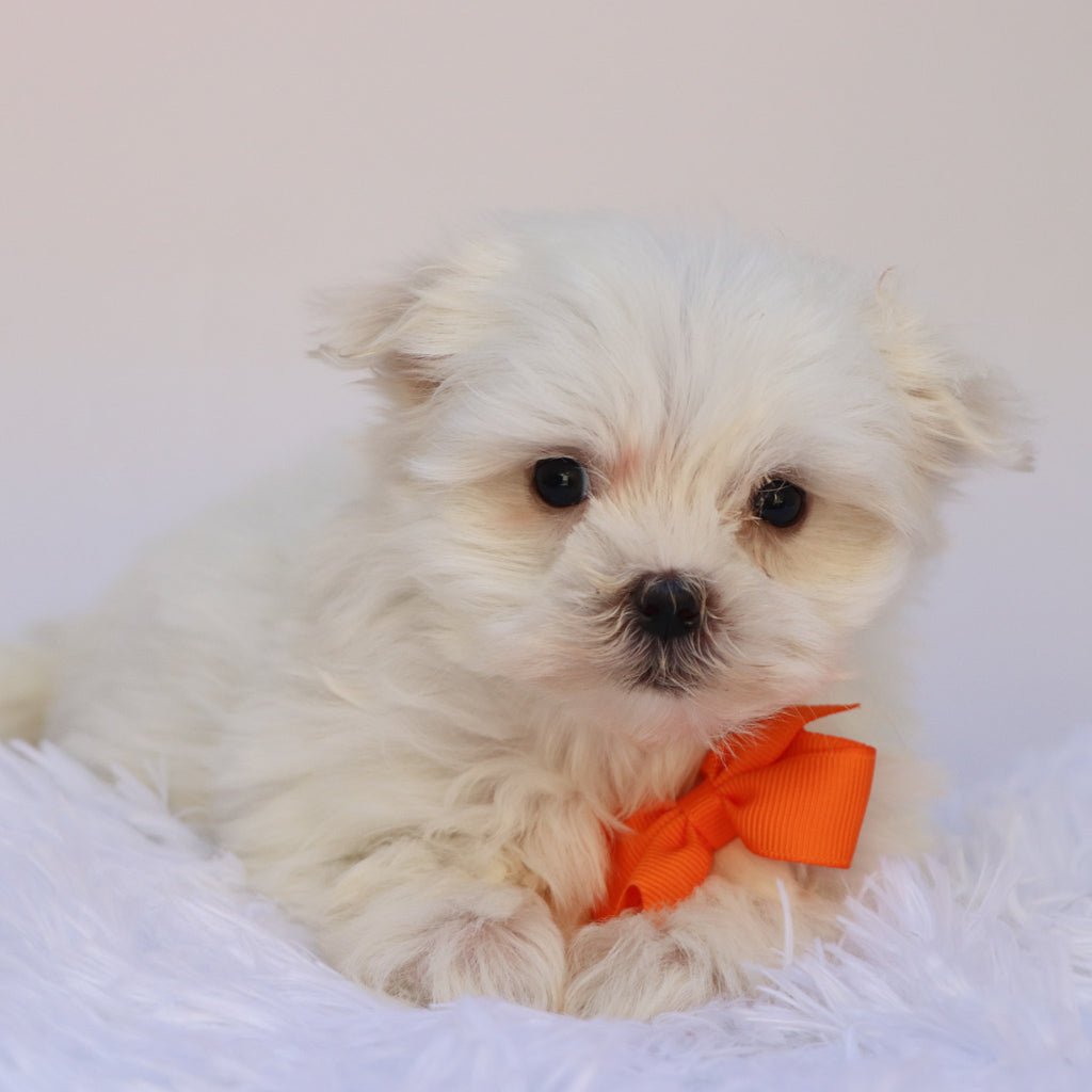 Fender - Available Now