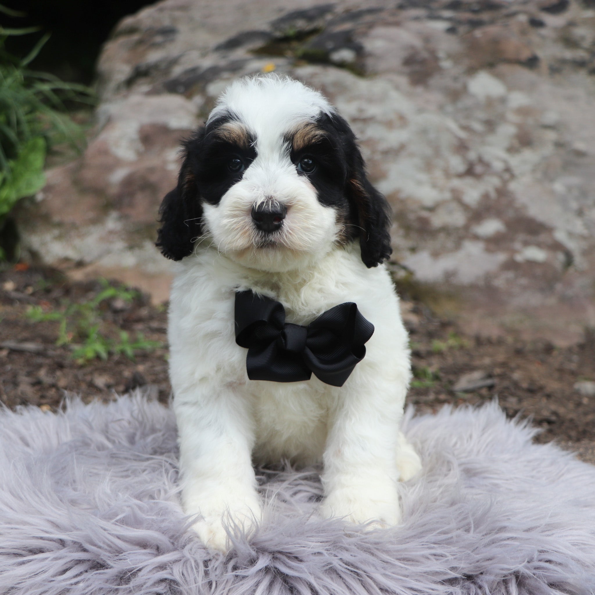 Why Chosse Happytail Puppies