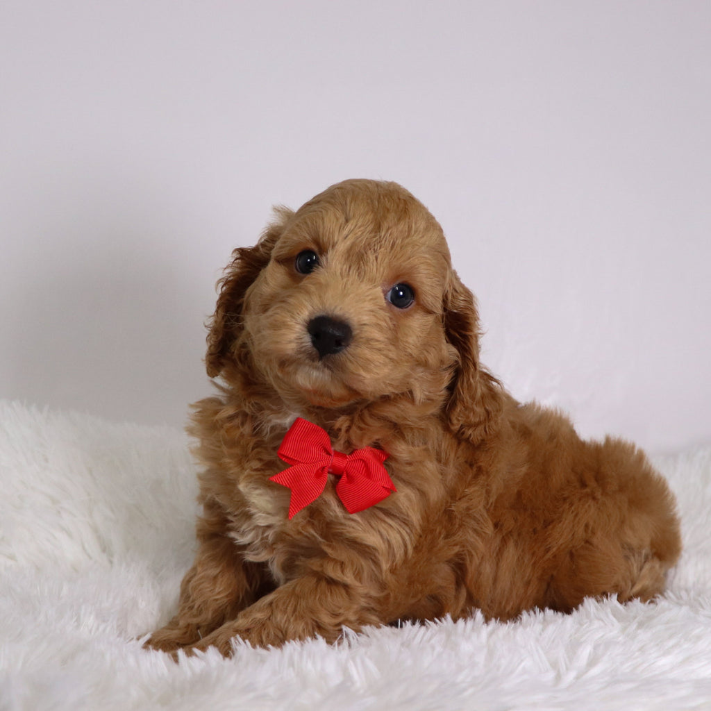 Finn - Available Now