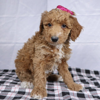 Fiona - Available 12/17