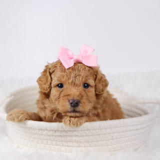 Flow - Available Now