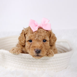 Flow - Available Now