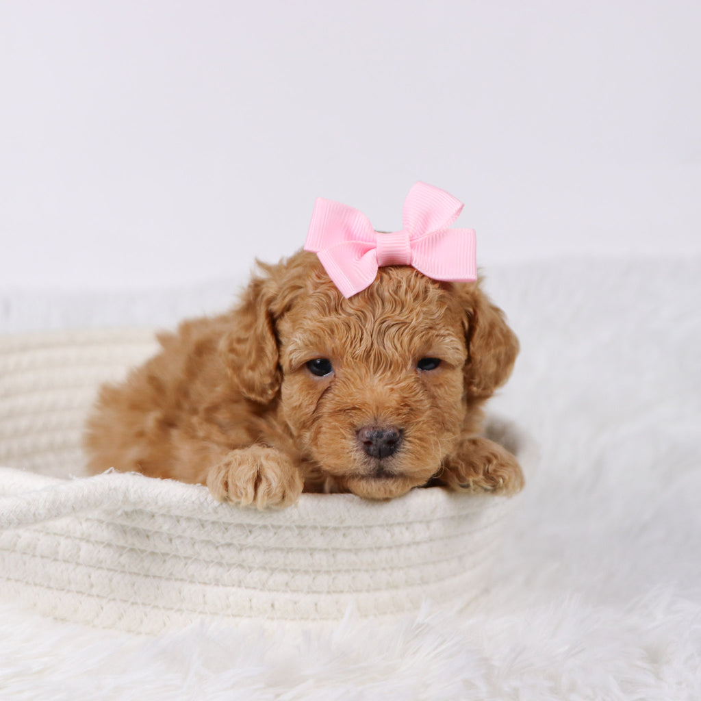 Flow - Available 11/26