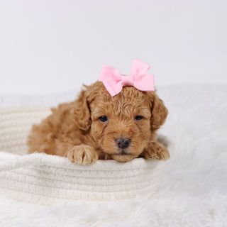 Flow - Available Now