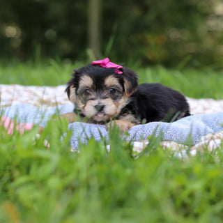Evie - Available 9/24