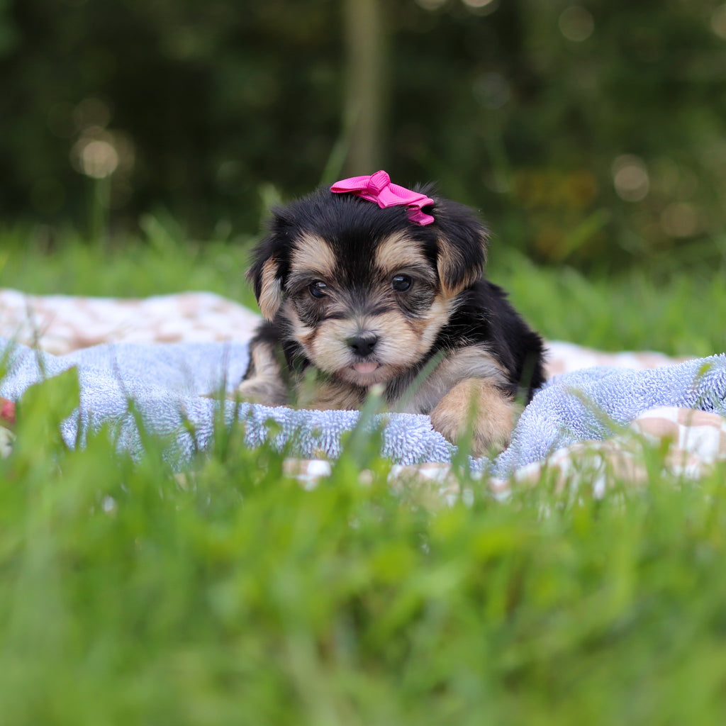 Evie - Available 9/24