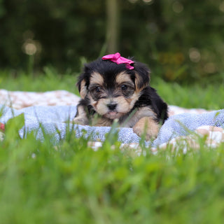 Evie - Available 9/24