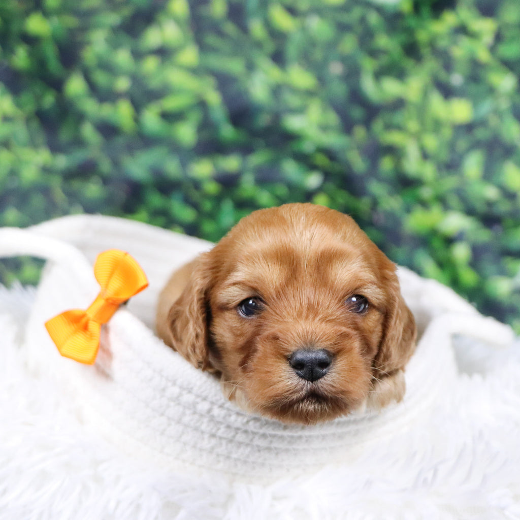 Frank - Available 12/31