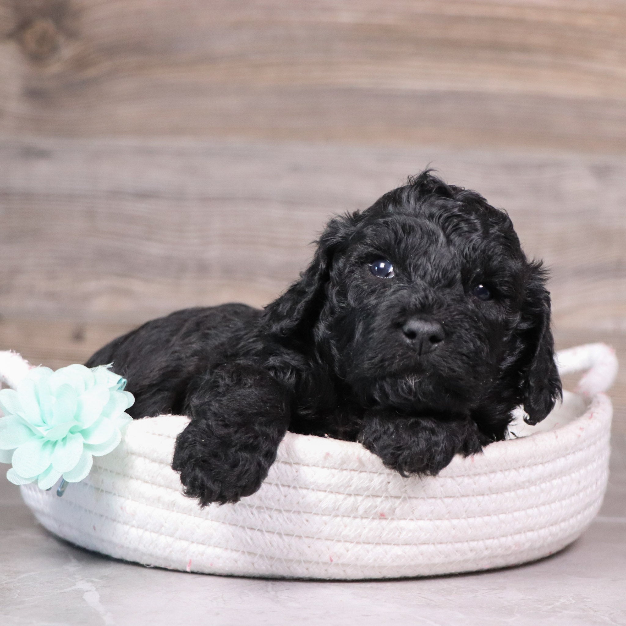 Puppies for Sale in Hayesville