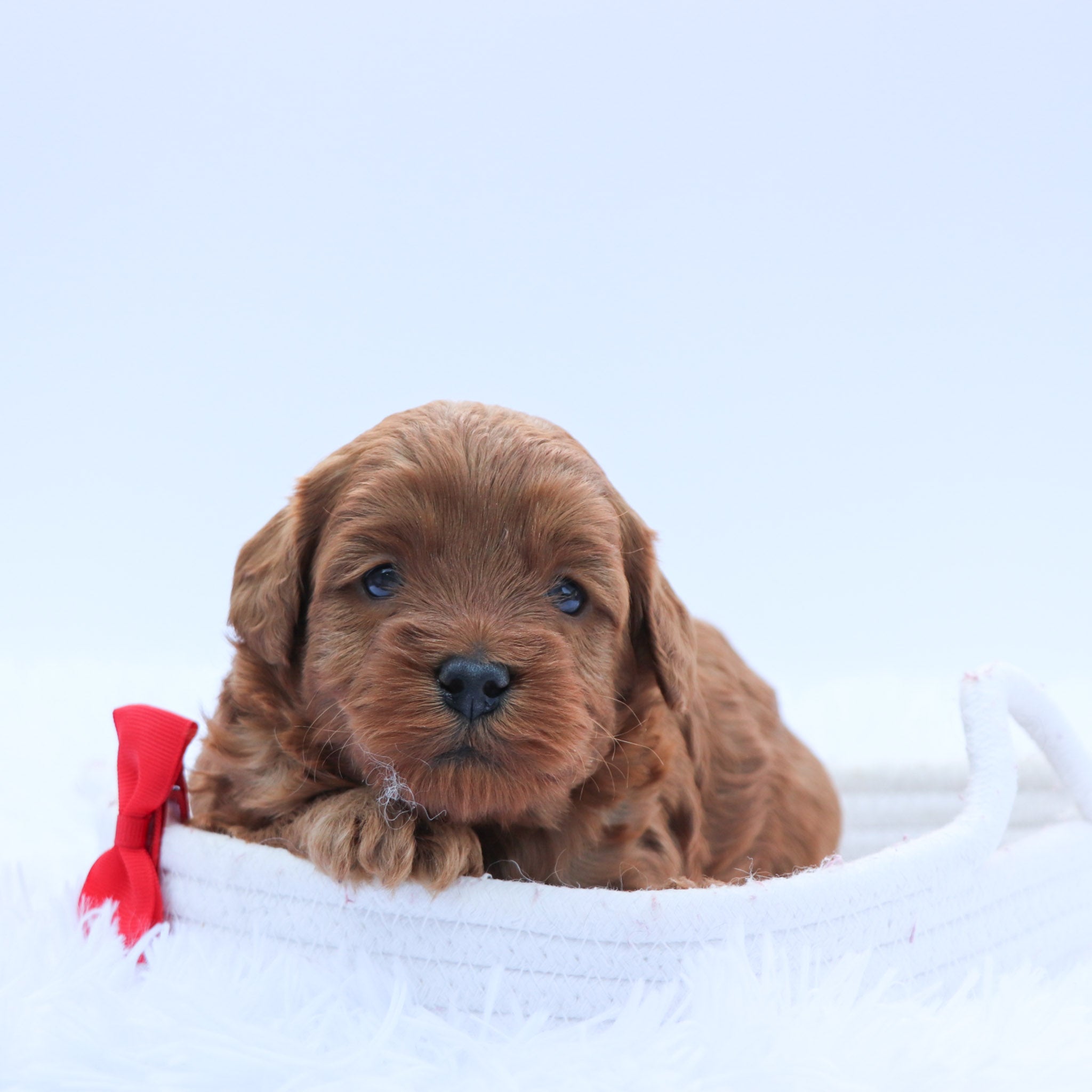 Puppies for sale in Santa Monica