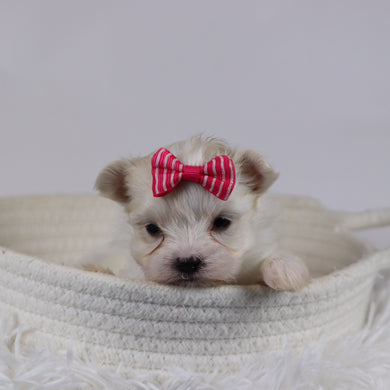 Gail - Available 12/17