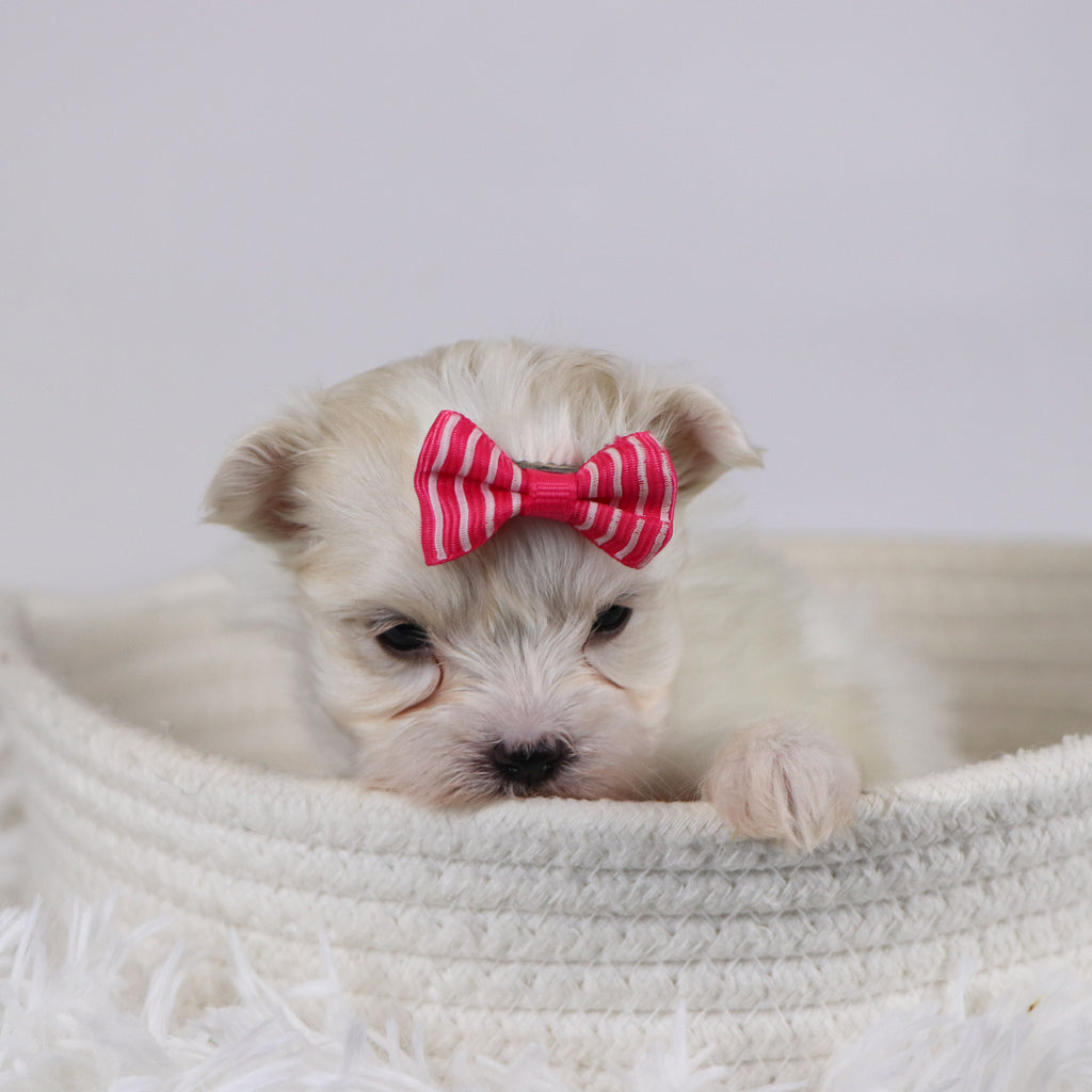 Gail - Available 12/17