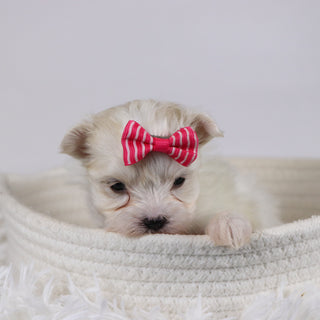 Gail - Available 12/17